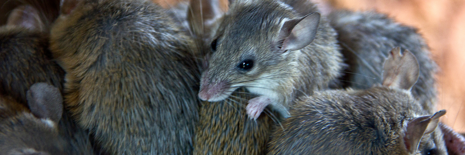 NEIGHBORHOOD×RATS 68260214R01S BARLAS Safe Pest Control Rat Trap | Humane Dual Entry | Outdoor